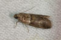 Acrobasis consociella