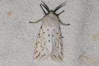 Spilosoma lubricipeda