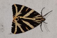 Euplagia quadripunctaria