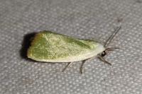 Earias clorana