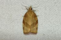 Pandemis cerasana