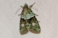 Cryphia algae