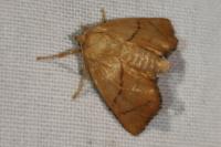 Apoda limacodes