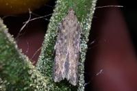 Tuta absoluta