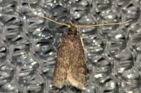 Homaloxestis briantiella