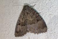 Mormo maura