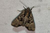 Mesapamea secalella/secalis