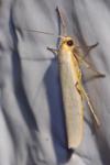 Eilema caniola