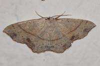Cyclophora punctaria