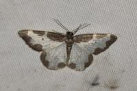 Lomaspilis marginata