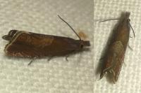 Dichrorampha acuminatana