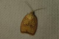 Acleris forsskaleana
