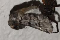 Thaumetopoea pityocampa