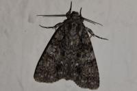 Acronicta rumicis