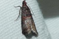 Acrobasis advenella