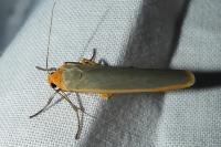 Manulea complana