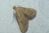 Endotricha flammealis