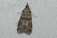 Eudonia mercurella