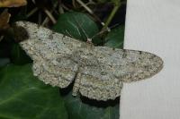 Hypomecis punctinalis