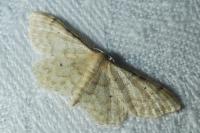 Idaea fuscovenosa