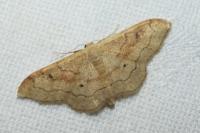 Idaea rubraria