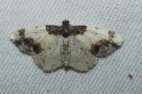Ligdia adustata