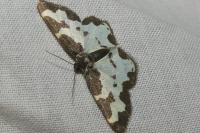 Lomaspilis marginata