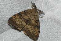 Lymantria dispar