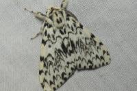 Lymantria monacha