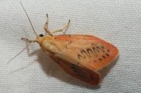 Miltochrista miniata