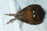 Orgyia antiqua
