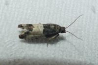 Spilonota ocellana