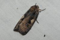 Xestia c-nigrum