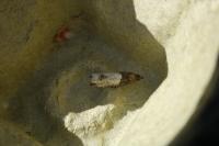 Notocelia roborana