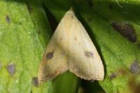 Rivula sericealis