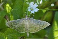 Patania ruralis