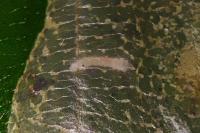 Phyllonorycter esperella