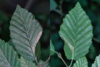 Phyllonorycter tenerella