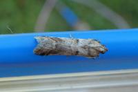 Acrobasis fallouella/glaucella