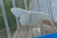 Idaea subsericeata