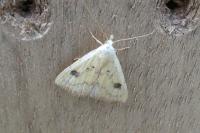 Rivula sericealis
