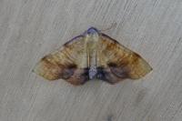 Plagodis dolabraria