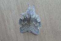 Stauropus fagi