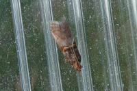 Acrobasis advenella