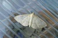 Patania ruralis