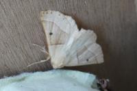 Crocallis elinguaria