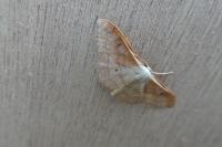 Idaea rubraria