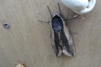 Sphinx ligustri