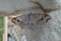 Macaria alternata