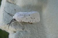 Spilosoma lubricipeda
